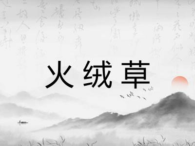 火绒草