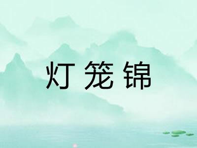 灯笼锦