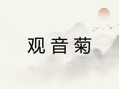 观音菊